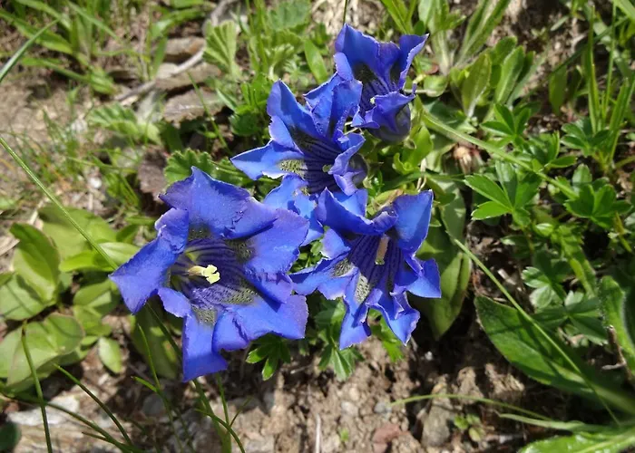 Casa vacanze Haus Julia